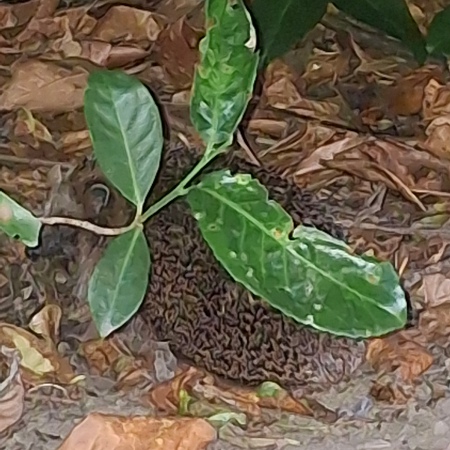 [Der Igel]