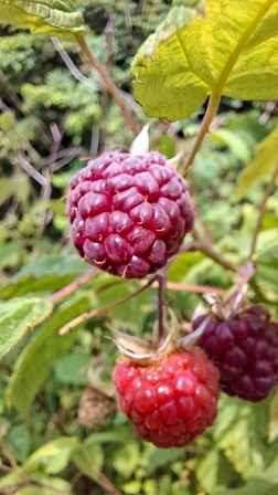 [Himbeeren]