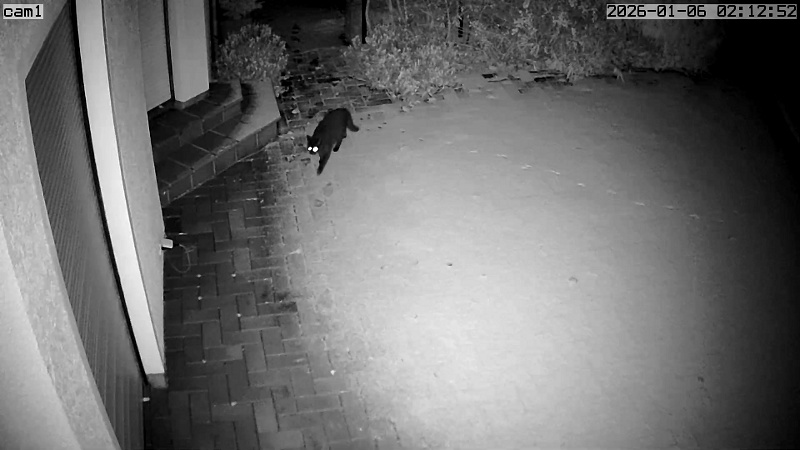 [Die Katzeninspektion]