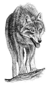 [Wolf II]